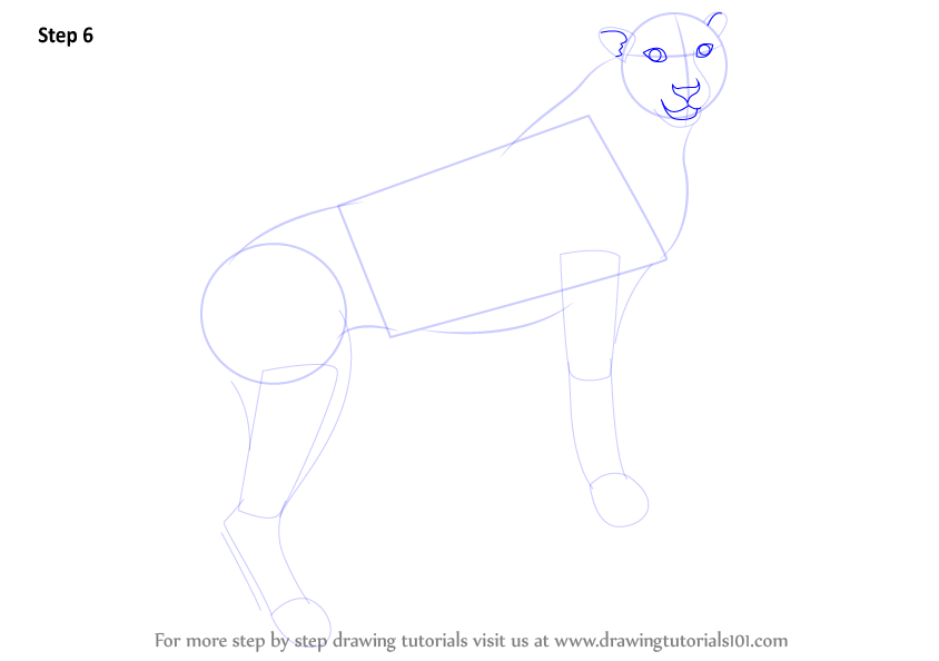 Learn How to Draw a Cheetah (Zoo Animals) Step by Step : Drawing Tutorials