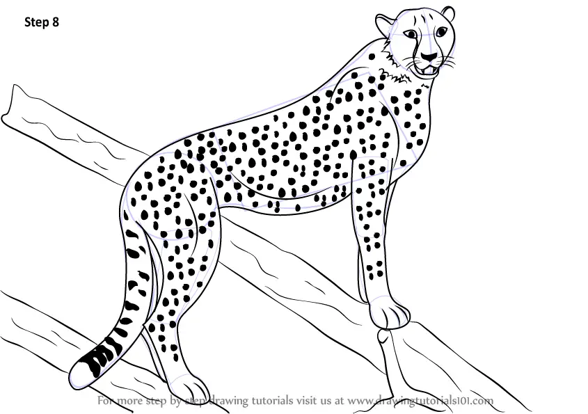Learn How to Draw a Cheetah (Zoo Animals) Step by Step : Drawing Tutorials
