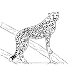How to Draw a Cheetah