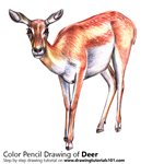 How to Draw a Deer