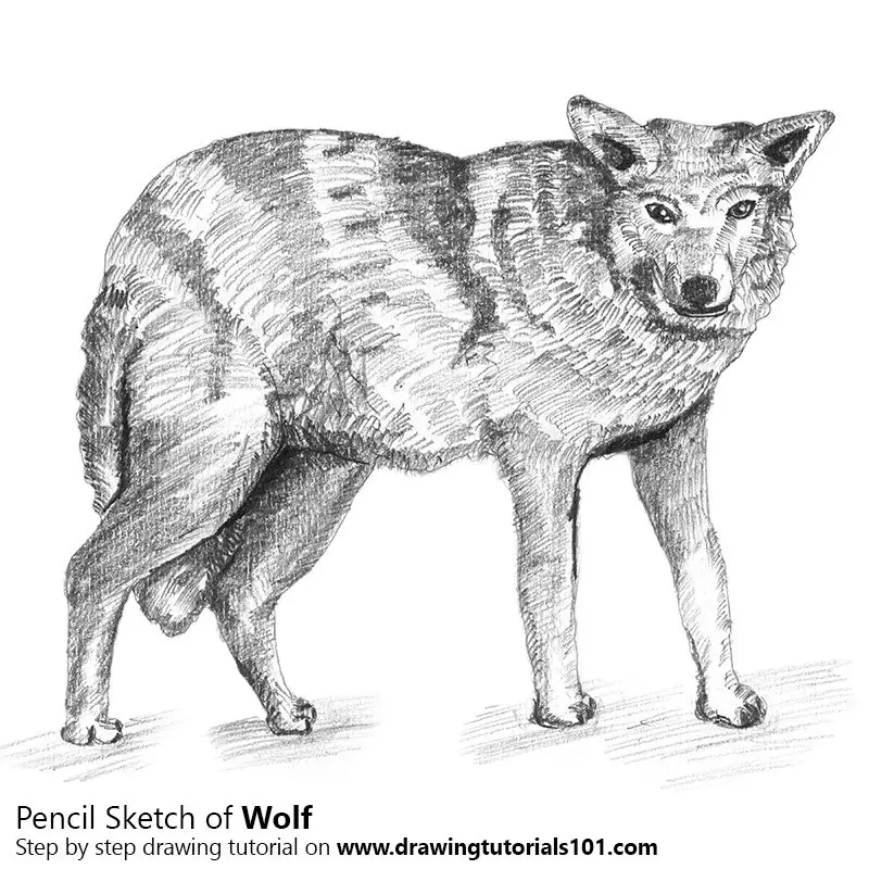 Wolf with Pencils Pencil Drawing - How to Sketch Wolf with Pencils using Pencils ...