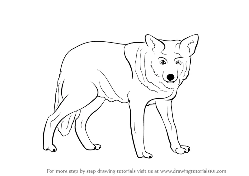 Arctic Wolf Whiskers Drawing Sketch  Anime Wolf Head Drawing HD Png  Download  vhv