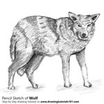 How to Draw a Wolf