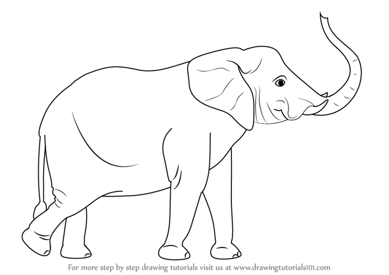 Step by Step How to Draw an Elephant with its Trunk Up