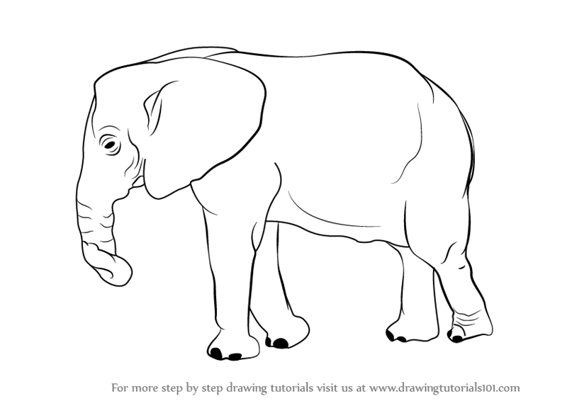 Learn How to Draw an Elephant (Zoo Animals) Step by Step : Drawing ...