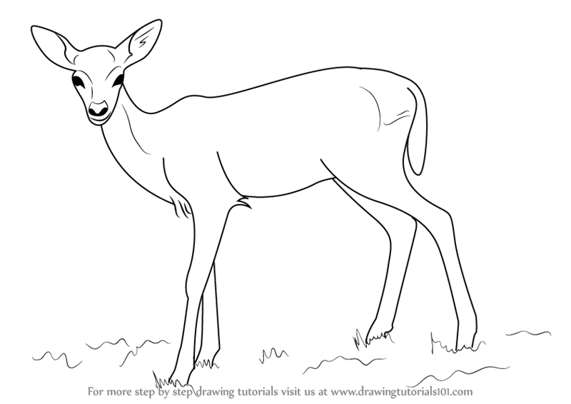 deer fawn drawing