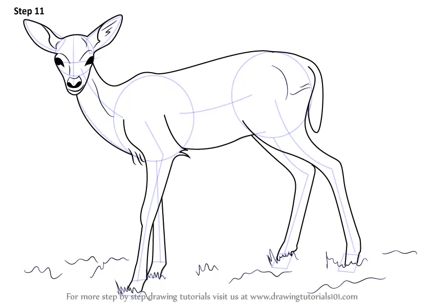 Step by Step How to Draw a Baby Deer aka Fawn : DrawingTutorials101.com