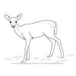 How to Draw a Baby Deer aka Fawn