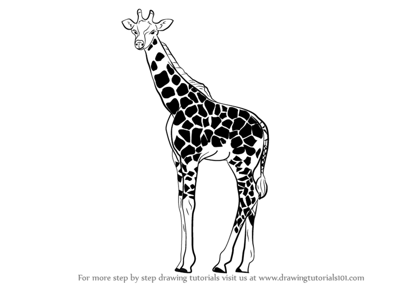 Clare Willcocks | Giraffe art, Giraffe drawing, Animal line drawings