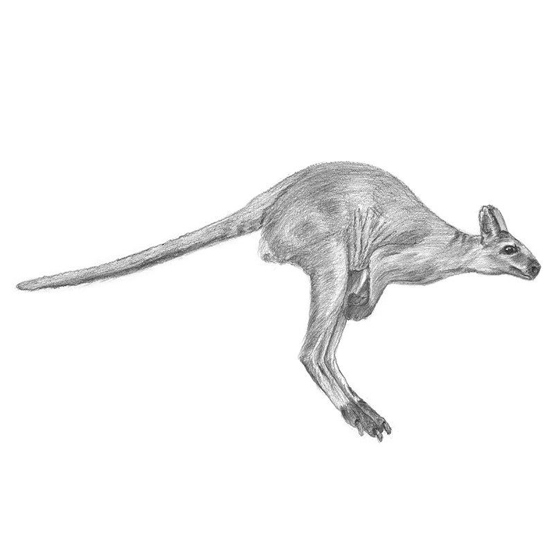 Pencil Sketch of Kangaroo - Pencil Drawing