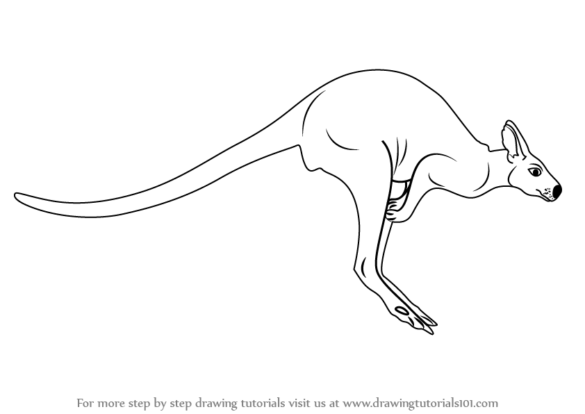 Learn How to Draw a Kangaroo (Zoo Animals) Step by Step : Drawing Tutorials