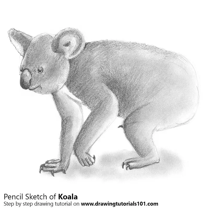 Pencil Sketch of Koala - Pencil Drawing