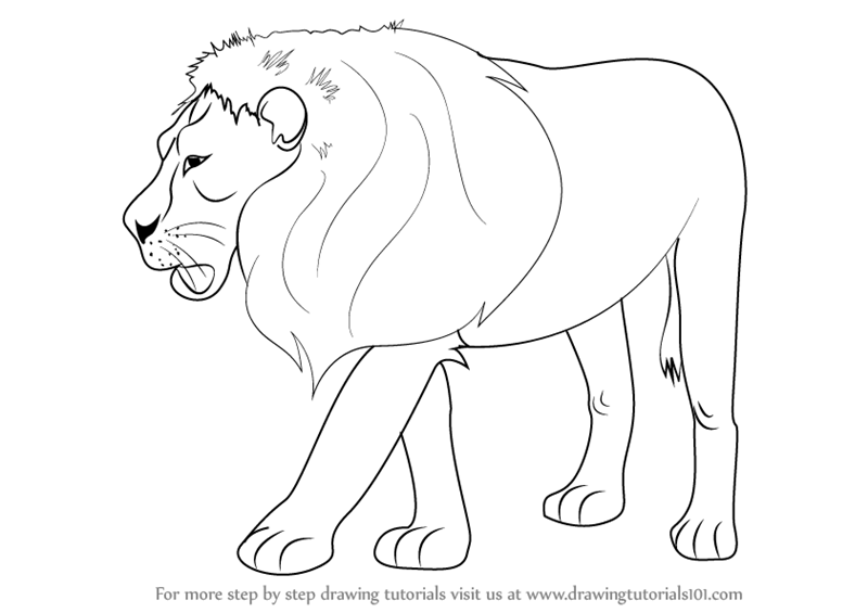 Lion Drawing Guide In 5 Steps Video  Images