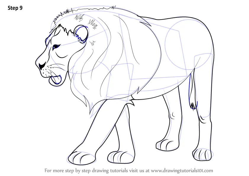 Learn How to Draw a Lion (Zoo Animals) Step by Step : Drawing Tutorials