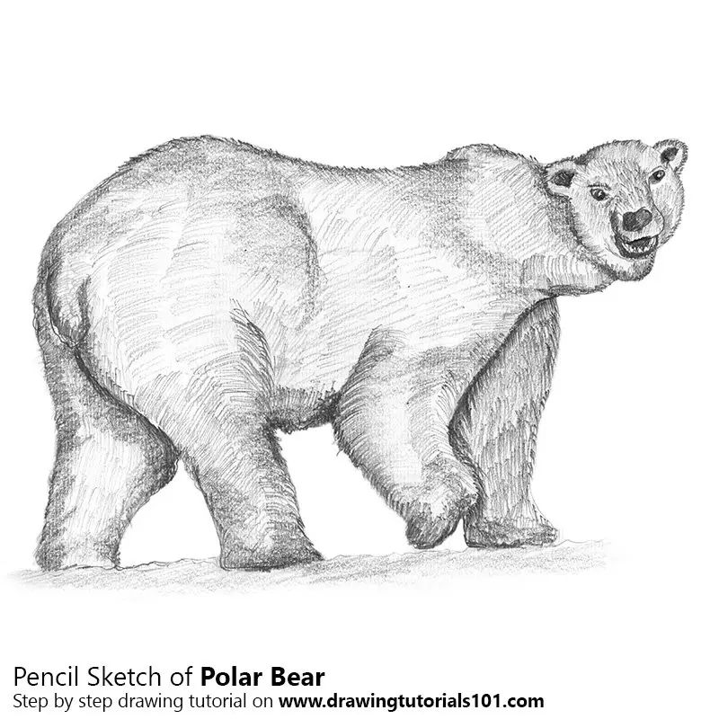 Polar Bear Pencil Drawing - How to Sketch Polar Bear using Pencils
