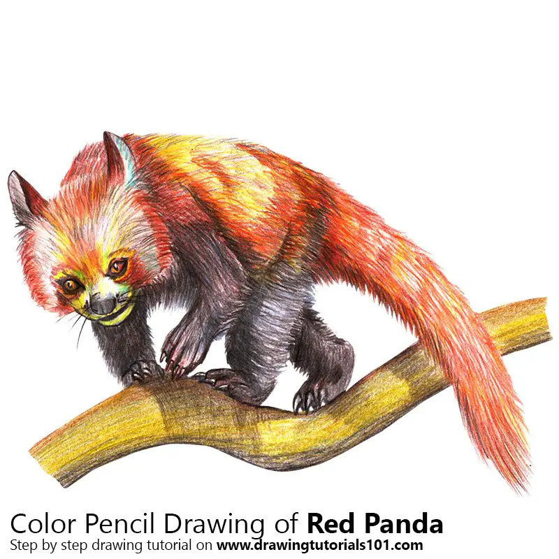 Red Panda Color Pencil Drawing