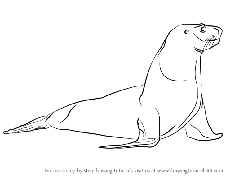 Learn How to Draw an Australian Sea Lion (Sea Water Animals) Step by Step :  Drawing Tutorials