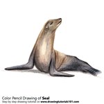 How to Draw a Seal