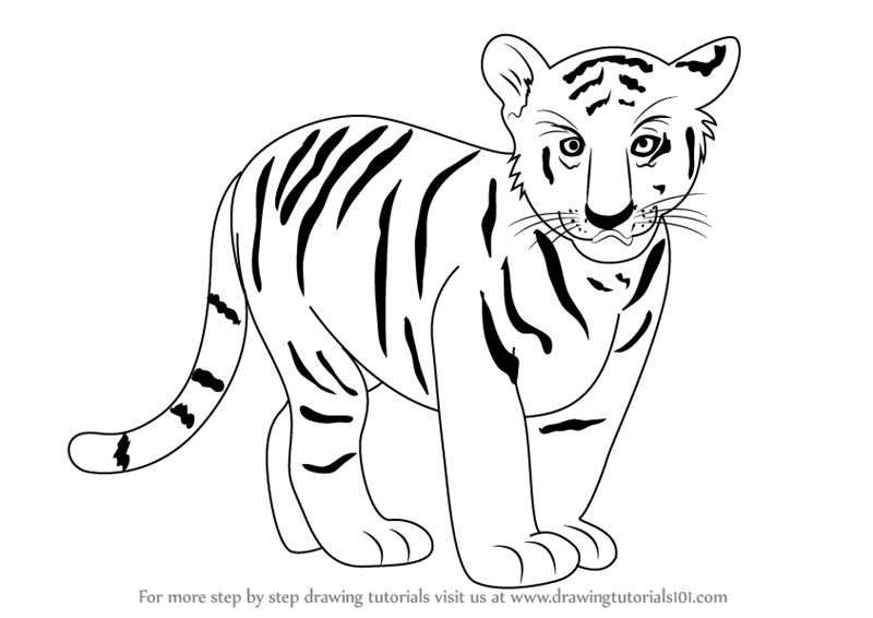 Learn How To Draw Tiger Cub Zoo Animals Step By Step Drawing