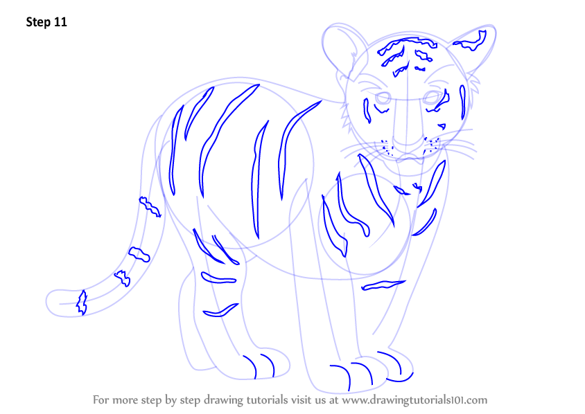 Learn How to Draw Tiger Cub (Zoo Animals) Step by Step : Drawing Tutorials