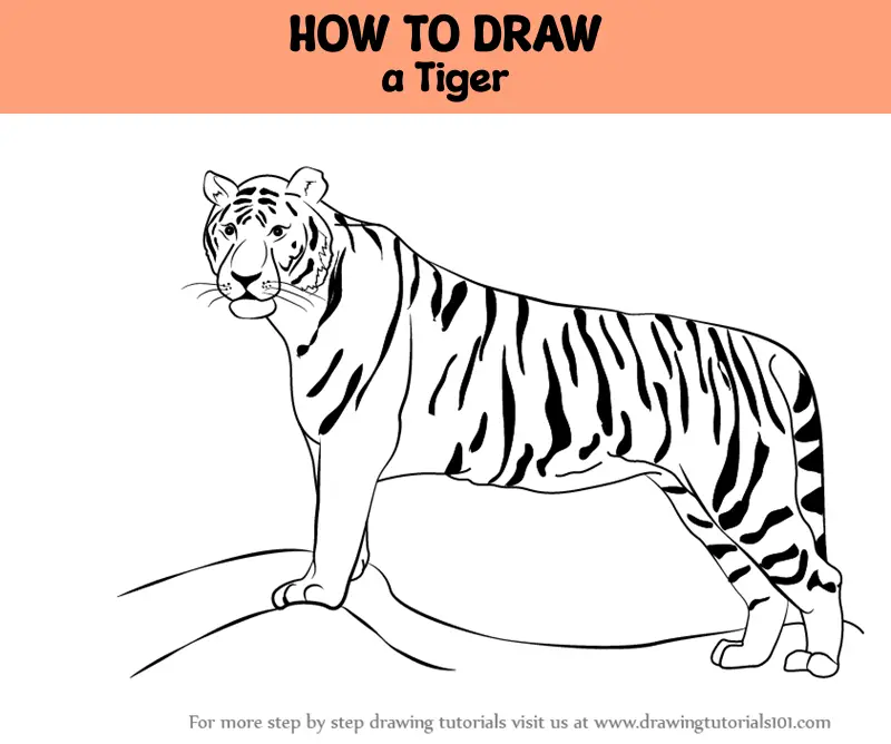 Details more than 154 full body tiger drawing best