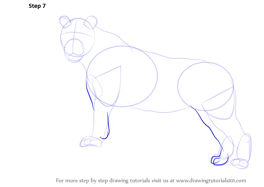 Learn How to Draw a Tiger (Zoo Animals) Step by Step : Drawing Tutorials
