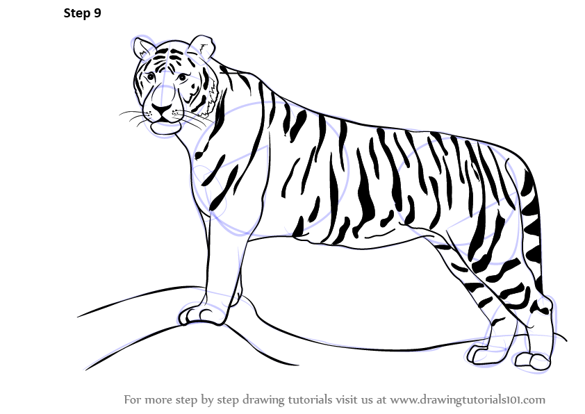 How do you draw a tiger?