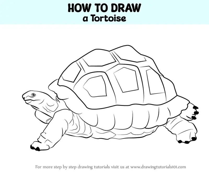 Coloring Book Turtle Stock Illustration - Download Image Now - Animal,  Aquarium, Black Color - iStock