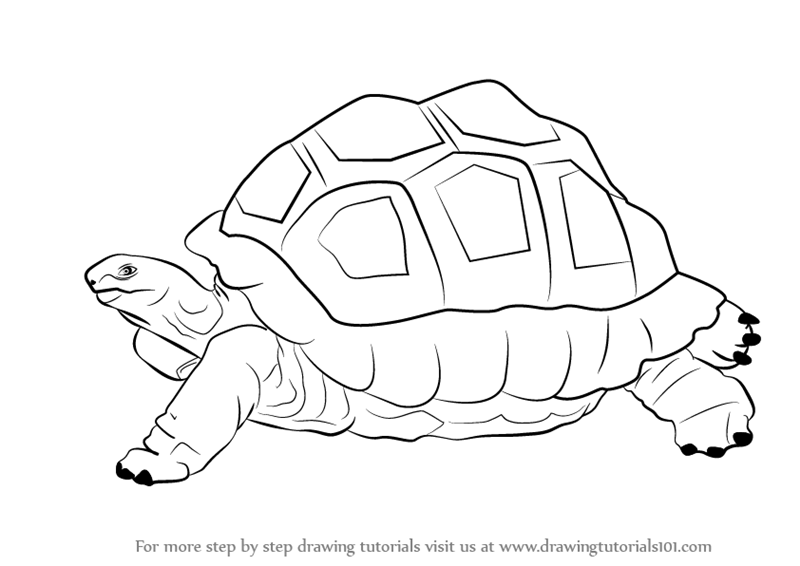 Learn How to Draw a Tortoise Zoo Animals Step by Step