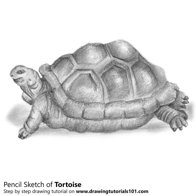 Tortoise Pencil Drawing - How to Sketch Tortoise using ...