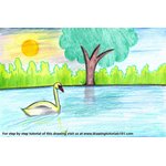 How to Draw Swan on a Lake