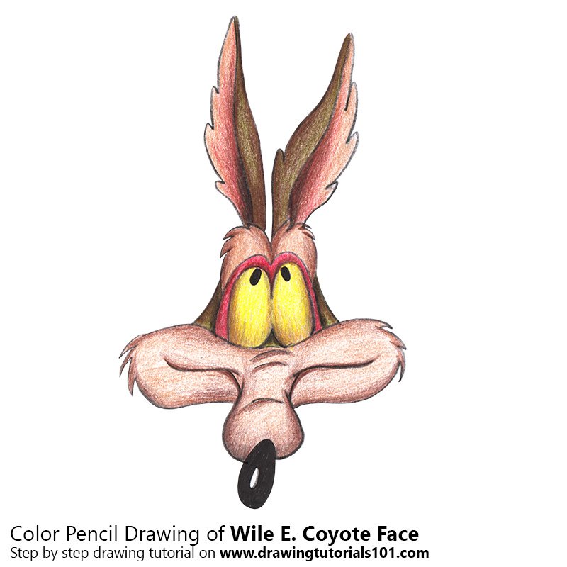 How to Draw Wile E. Coyote Face by Color Pencils