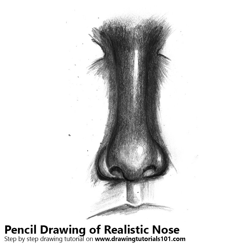  Realistic Nose Pencil Drawing - How to Sketch Realistic Nose using 