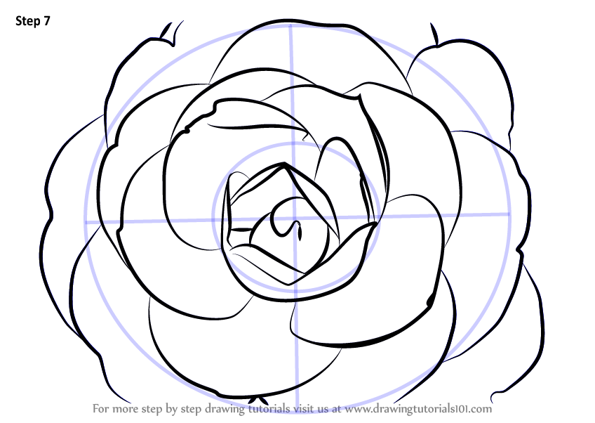 Download Learn How to Draw a Camellia Flower (Camellia) Step by Step : Drawing Tutorials