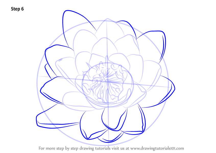 How to Draw Water Lily Flower (Lily) Step by Step