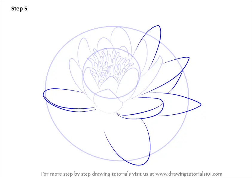 Water Lily Illustration