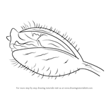 How to Draw a Poppy Flower Seed