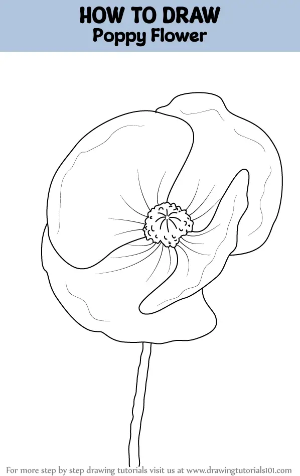How To Draw Poppy Flower Step