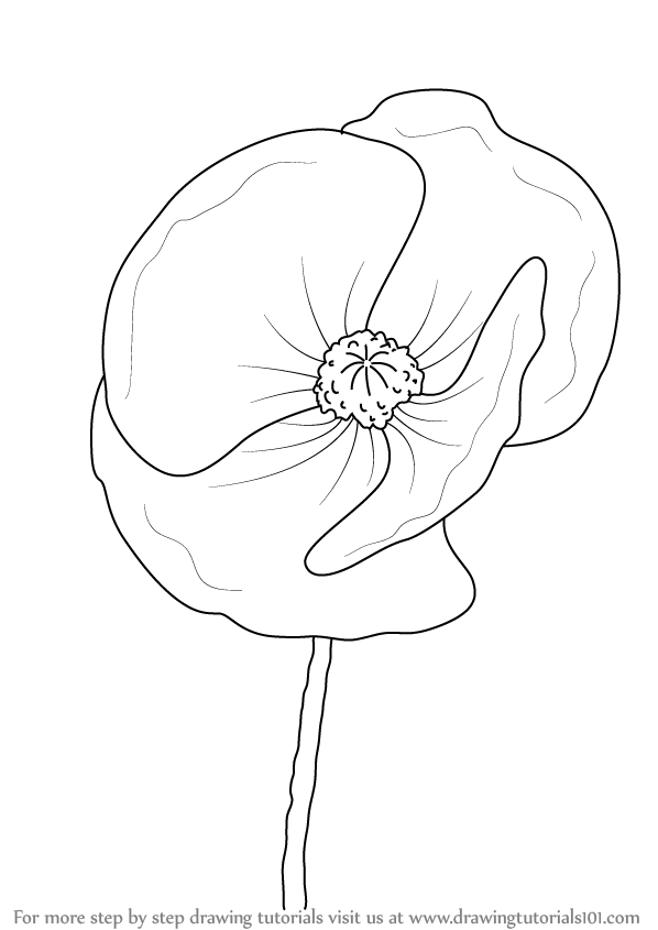 How To Draw Poppy Flower Step