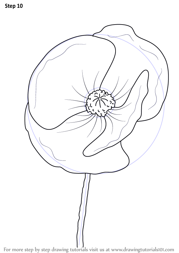 Learn How to Draw Poppy Flower (Poppy) Step by Step : Drawing Tutorials