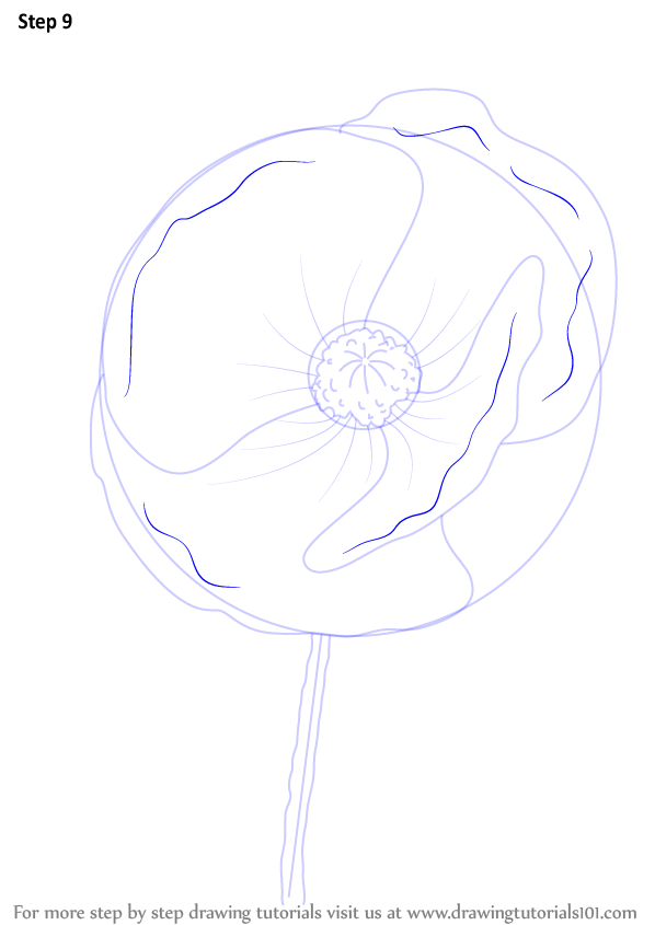 Learn How to Draw Poppy Flower (Poppy) Step by Step : Drawing Tutorials