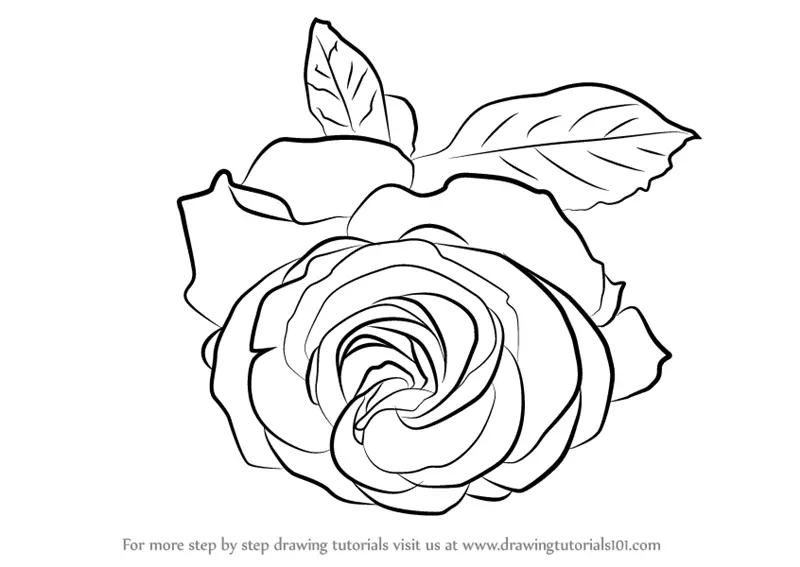 Learn How To Draw A Cherry Red Rose Rose Step By Step Drawing Tutorials