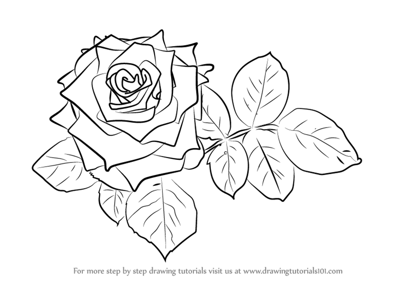 Learn How to Draw Red Rose (Rose) Step by Step : Drawing