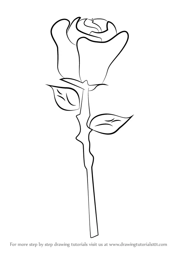 Learn How to Draw a Rose Easy (Rose) Step by Step : Drawing Tutorials