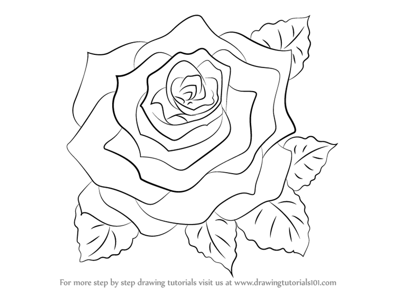 Learn How To Draw A Rose Rose Step By Step Drawing Tutorials