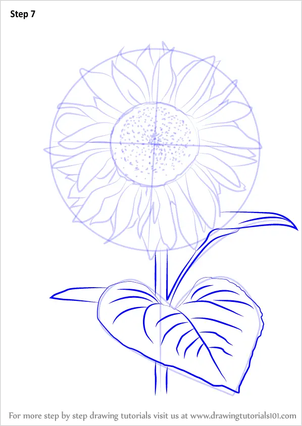 Learn How to Draw Sunflower Plant (Sunflower) Step by Step : Drawing