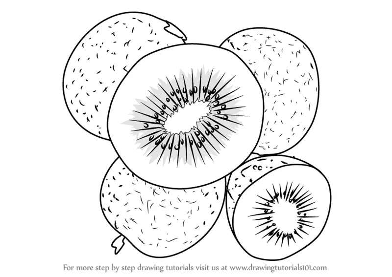 Download Learn How to Draw Chinese gooseberry (Fruits) Step by Step : Drawing Tutorials