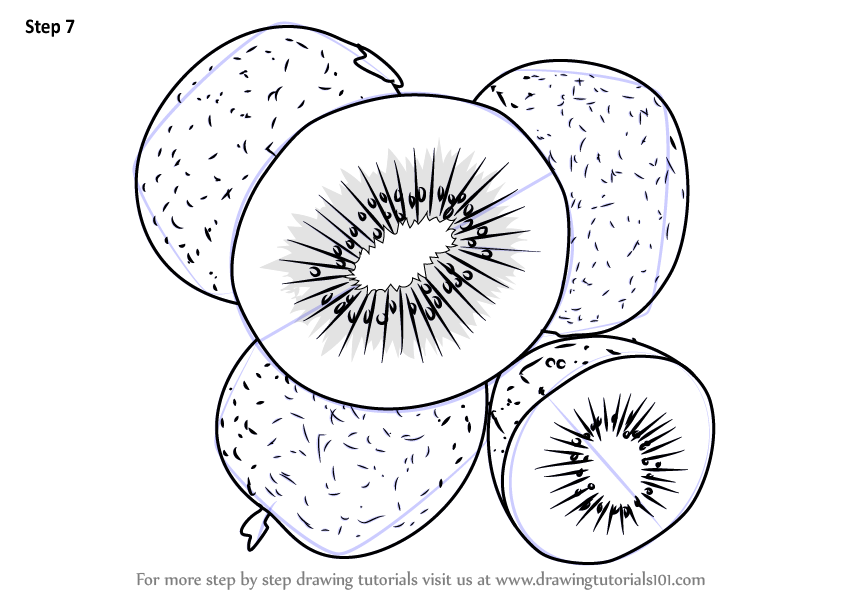 Learn How to Draw Chinese gooseberry (Fruits) Step by Step : Drawing