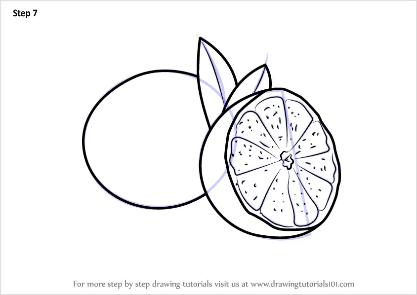 Learn How to Draw a Sliced Lime (Fruits) Step by Step : Drawing Tutorials