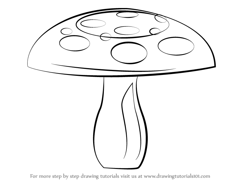 Fungal life cycles  spores and more  Science Learning Hub